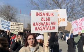 AK Parti'nin 'hayvan hakları yasa teklifi' hazırlanıyor: ‘Uyutma’ gündemde!