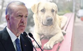 Erdoğan'dan sokak hayvanları ile ilgili açıklama