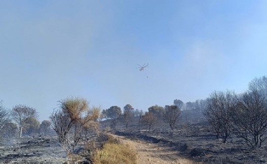 Foça'da maki ve zeytinlik yangını