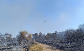 Foça'da maki ve zeytinlik yangını