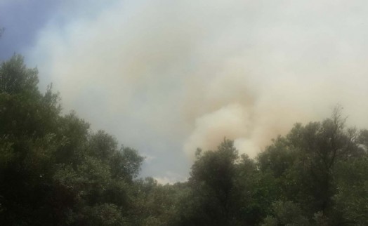 İzmir'de zeytinlik alanda yangın; 3 saatte söndürüldü
