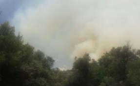 İzmir'de zeytinlik alanda yangın; 3 saatte söndürüldü
