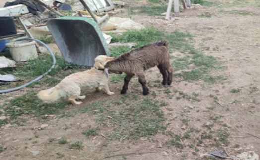 Oğlak ile köpeklerin dostluğu gülümsetti