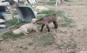 Oğlak ile köpeklerin dostluğu gülümsetti