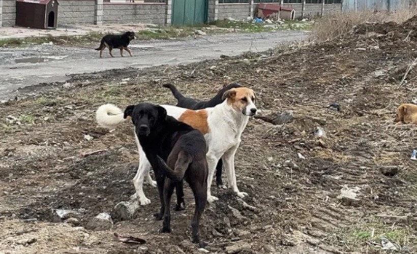 AK Partili Güler: 'Uyutulma olacak, yasada ötenazi diye geçecek'