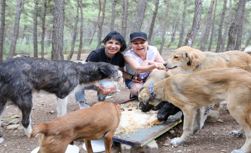 Buca'da önemli iş birliği: Kalan yemekler patili dostlara gidiyor