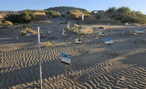 İztuzu Plajı'nda caretta yuva sayısı 503'e ulaştı