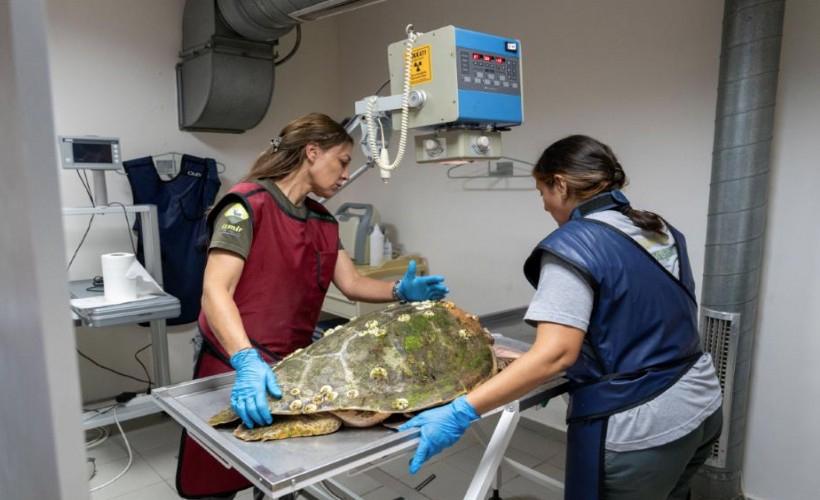 Körfez’deki yaralı Caretta caretta kurtarıldı