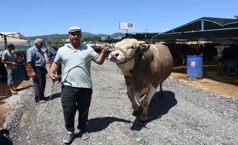 Kurban pazarının en büyüğü 'Toros Kaplanı', 270 bin TL'den satıldı