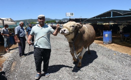 Kurban pazarının en büyüğü 'Toros Kaplanı', 270 bin TL'den satıldı