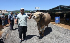 Kurban pazarının en büyüğü 'Toros Kaplanı', 270 bin TL'den satıldı