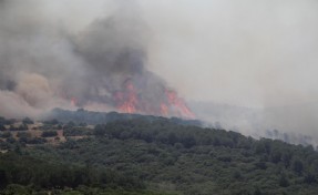 Manisa'da orman yangını; 7 saatte kontrol altına alındı