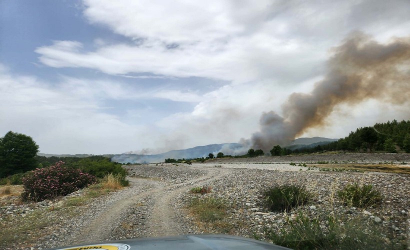 Muğla'da orman yangını