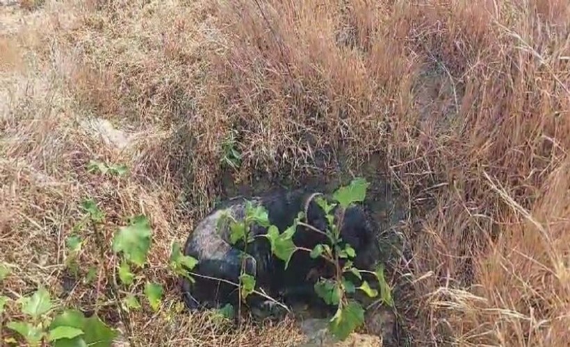 Ot yangını ormana sıçradı; alevlerde kalan köpek yaralandı