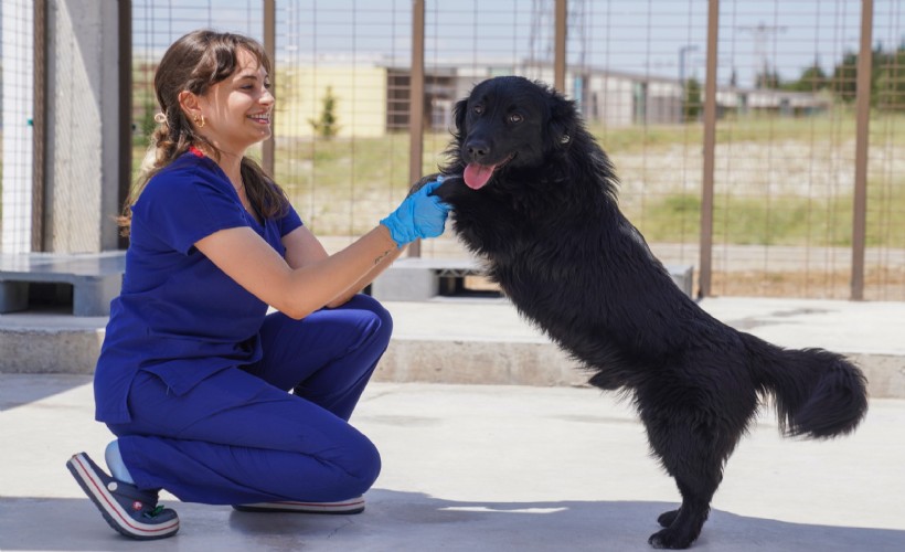 Yılın ilk 6 ayında İzmir’deki barınaklardan 500 köpek sahiplendirildi