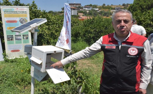 Akdeniz meyve sineğiyle mücadele