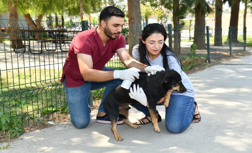 Çiğli’de can dostlar için aşı mesaisi