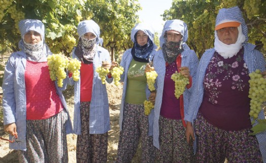 İklim değişikliği Superior Seedless çeşidi sofralık üzümün ihracat yolculuğunu 15 gün öne çekti