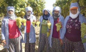 İklim değişikliği Superior Seedless çeşidi sofralık üzümün ihracat yolculuğunu 15 gün öne çekti