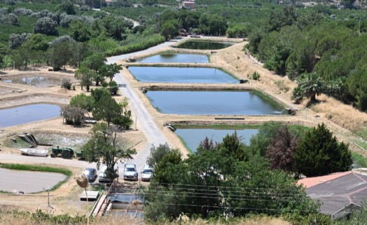 İzmir'de yetiştirilen 6 milyon sazan balığı sularımıza bereket katacak