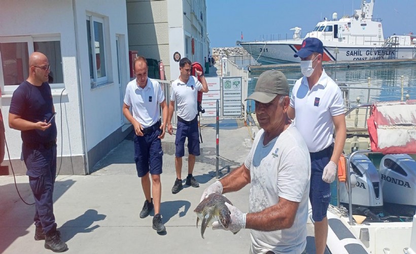 Kuşadası kıyılarında 2 yeşil deniz kaplumbağası ölü bulundu