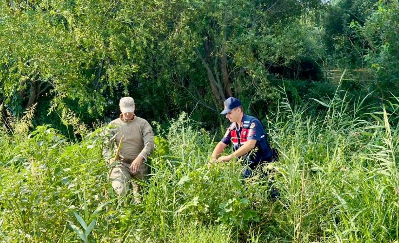 Manisa’da temmuz ayında 4 bin 949 kök kenevir ele geçirildi