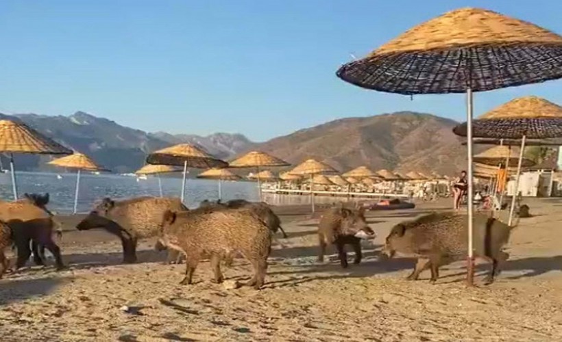 Marmaris'te domuzlar sahile indi