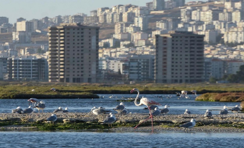 301 kuş türü tespit edilen Gediz Deltası'na tekne turu