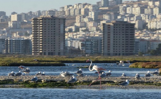 301 kuş türü tespit edilen Gediz Deltası'na tekne turu