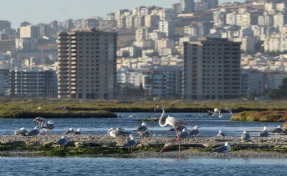 301 kuş türü tespit edilen Gediz Deltası'na tekne turu