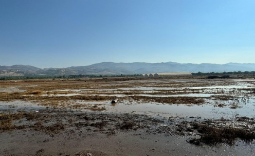 Alaşehir'de sağanak kurumaya bırakılan üzümlere zarar verdi