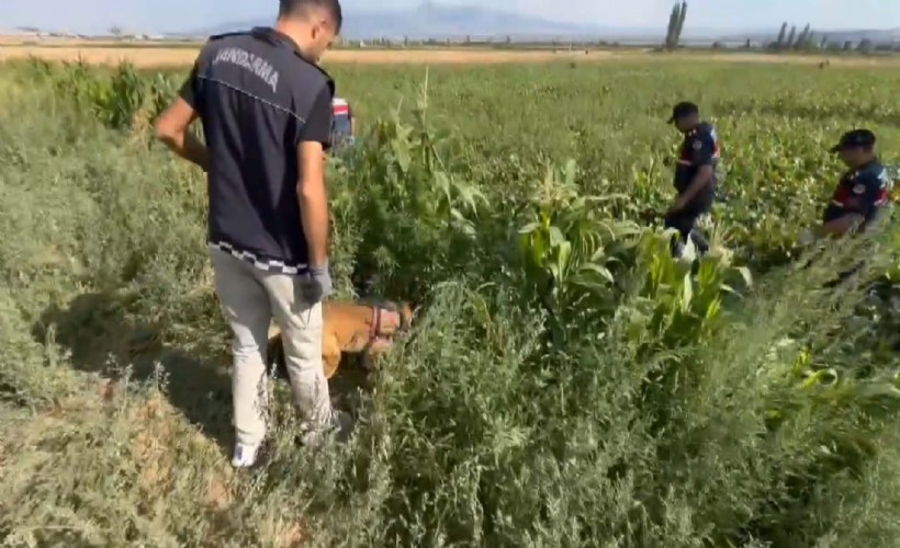 Bahçesine, tarlasına kenevir ekenler fotokapana yakalandı