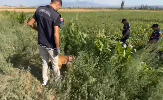 Bahçesine, tarlasına kenevir ekenler fotokapana yakalandı