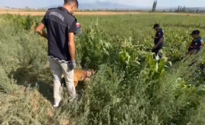 Bahçesine, tarlasına kenevir ekenler fotokapana yakalandı