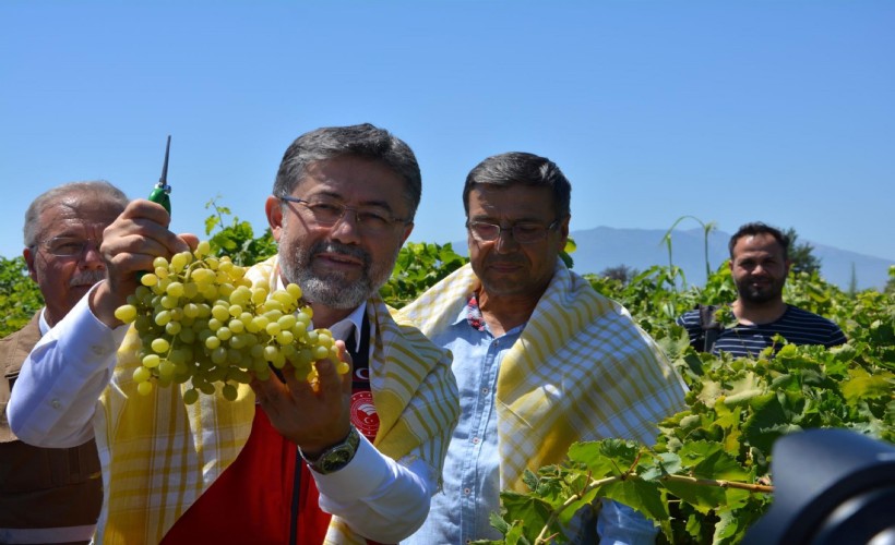 Bakan Yumaklı üzüm hasadına katıldı