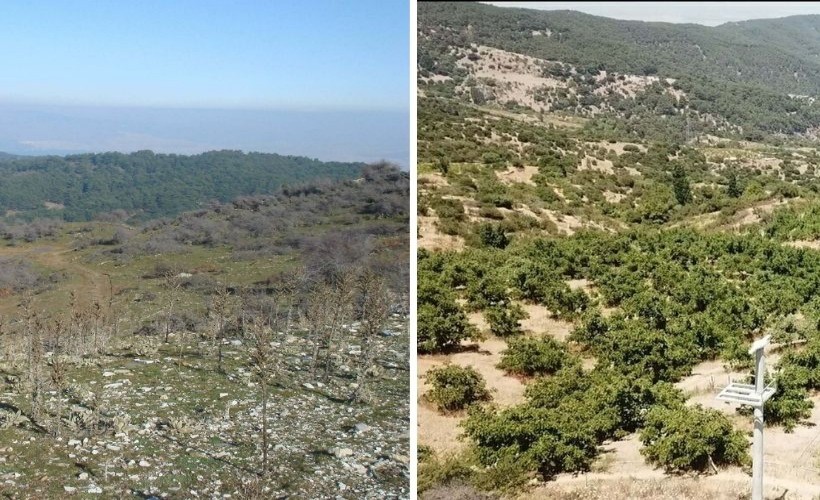 Bozuk orman arazisini dönüştürdü: 100 dönüme 16 yılda bin 500 ceviz ağacı dikti