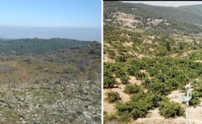 Bozuk orman arazisini dönüştürdü: 100 dönüme 16 yılda bin 500 ceviz ağacı dikti