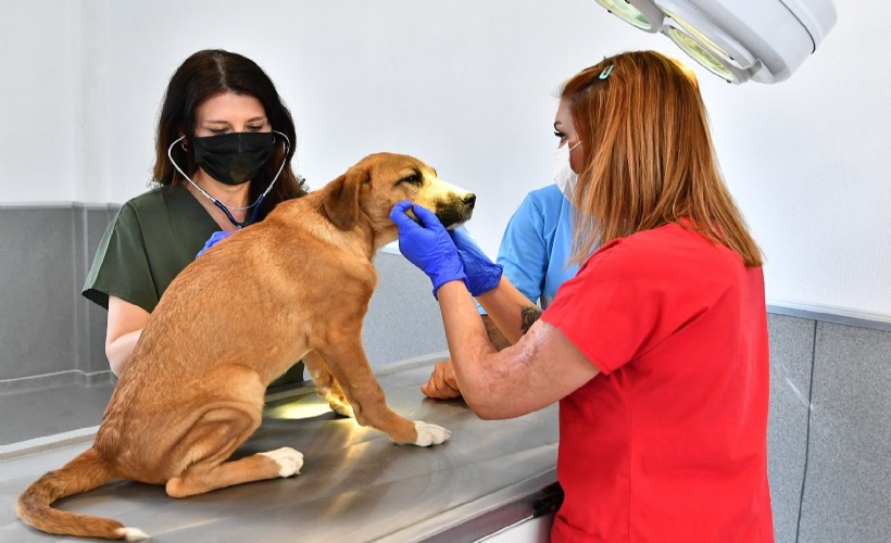 Büyükşehir'den sokak hayvanları raporu: 95 bin sahipsiz kedi ve köpek kısırlaştırıldı