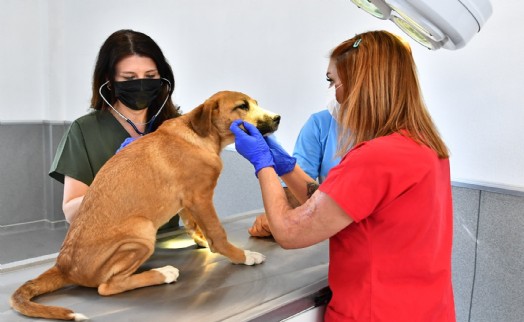 Büyükşehir'den sokak hayvanları raporu: 95 bin sahipsiz kedi ve köpek kısırlaştırıldı