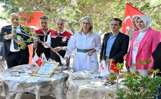 İzmir'de damla sakızı üretiminde hedef 6 ton: Hasat öncesi ağaç çizim işlemi yapıldı