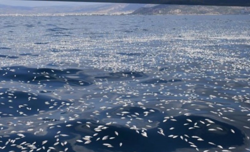 İzmir'den sonra Yunanistan'da milyonlarca ölü balık!