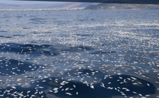 İzmir'den sonra Yunanistan'da milyonlarca ölü balık!