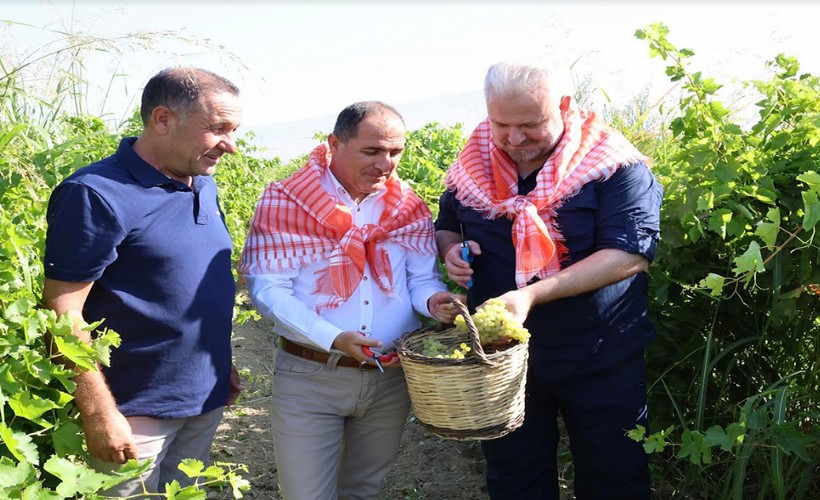 Menemen'de üzüm bağında sabah mesaisi