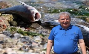 Prof. Dr. Yaşar'dan körfez uyarısı: Betonlar ladırılıp temizlenmezse balık ölümleri devam eder