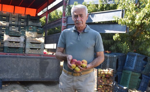 Rusya'nın tercihi Türk şeftalisi oldu