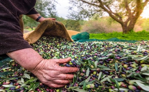 Sofralık zeytin ihracatı 200 milyon dolara koşuyor