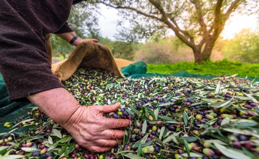 Sofralık zeytin ihracatı 200 milyon dolara koşuyor