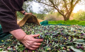 Sofralık zeytin ihracatı 200 milyon dolara koşuyor