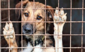 Sokak köpeklerine yönelik tartışmalı kanun, bu gece yürürlüğe girdi