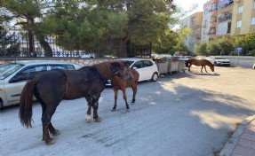 Spil'in simgesi yılkı atları, kent merkezine indi